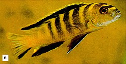 Chindongo flavus, photo from Ribbink et al. (1983)