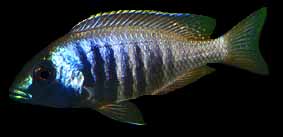 Placidochromis electra, photo by Erwin Schraml; used by permission