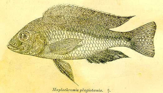 Mylochromis plagiotaenia, drawing of the lectotype,
from Regan (1922)