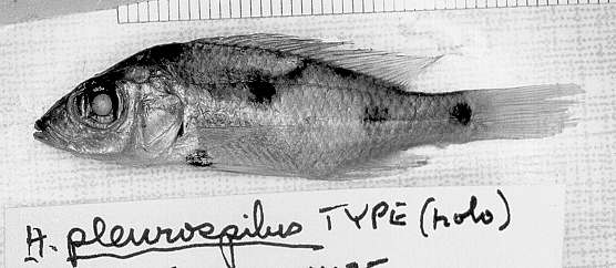 Stigmatochromis pleurospilus, holotype, left side;
photo copyright © by M. K. Oliver