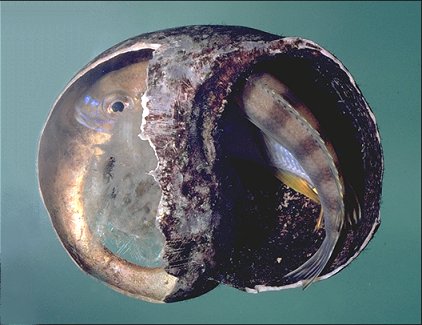 Maylandia livingstonii hiding in Lanistes snail shell,
photo copyright M. K. Oliver (1999)