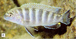 another Pseudotropheus perspicax, photo from Ribbink et al. (1983)