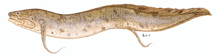 A lungfish, Protopterus annectens brieni, recently discovered in Lake Malawi. Painting by Elizabeth Tarr from Skelton (1993), used by permission of Prof. P.H. Skelton