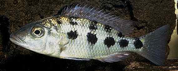 Fossorochromis rostratus, photo copyright © by M. K. Oliver