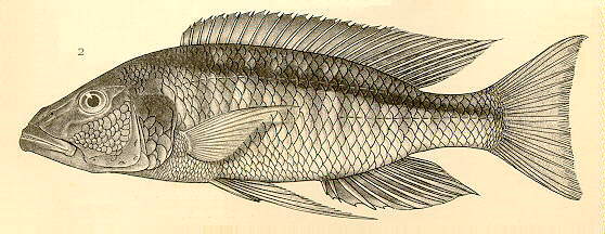 Champsochromis spilorhynchus (2)