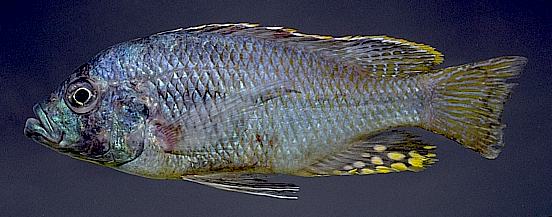 Protomelas spilopterus, adult male; photo copyright © by M. K. Oliver