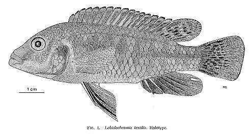 Labidochromis textilis holotype, drawing
copyright © by M. K. Oliver