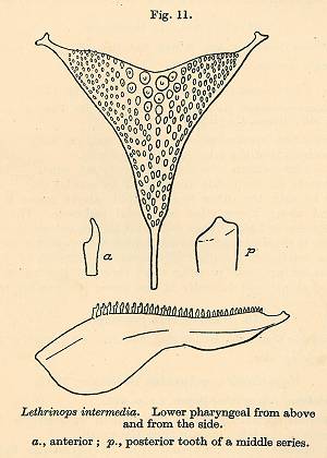 Tramitichromis intermedius, drawing of pharyngeal bone from Trewavas (1935)