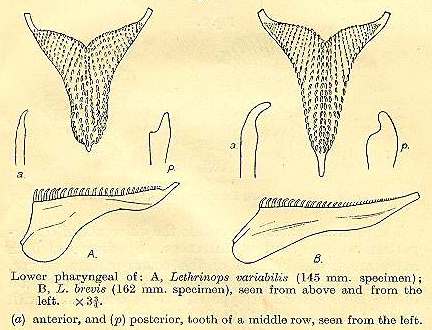 Pharyngeal bones of Tramitichromis spp., drawings from Trewavas (1931)