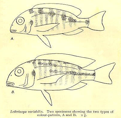 Tramitichromis variabilis, drawings from Trewavas (1931)