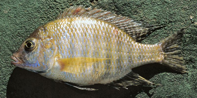 Lethrinops macracanthus, male, photo copyright © by G. F. Turner