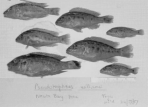 Pseudotropheus williamsi, Nkata Bay specimens collected by Fryer, photo copyright © 1997 by M. K. Oliver