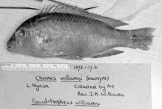 Pseudotropheus williamsi holotype, photo copyright © 1997 by M. K. Oliver