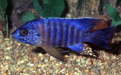 Aulonocara hansbaenschi `red shoulder,`
photo from The Cichlid Exchange, used by permission
