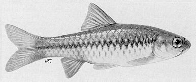 Barbus eutaenia, a cyprinid
found in Lake Malawi; illustration from Jubb (1967), used by permission
of A. A. Balkema Publishers