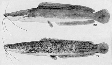 Clarias gariepinus, a clariid catfish
found in Lake Malawi; illustration from Jubb (1967), used by permission
of A. A. Balkema Publishers