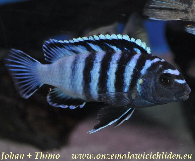Chindongo minutus, male. Photo © by Johan Groffen; used by permission