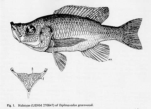 Diplotaxodon greenwoodi, drawing by M. Katz from Stauffer & McKaye (1986).