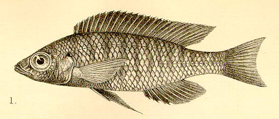 Mchenga eucinostomus, drawing of lectotype