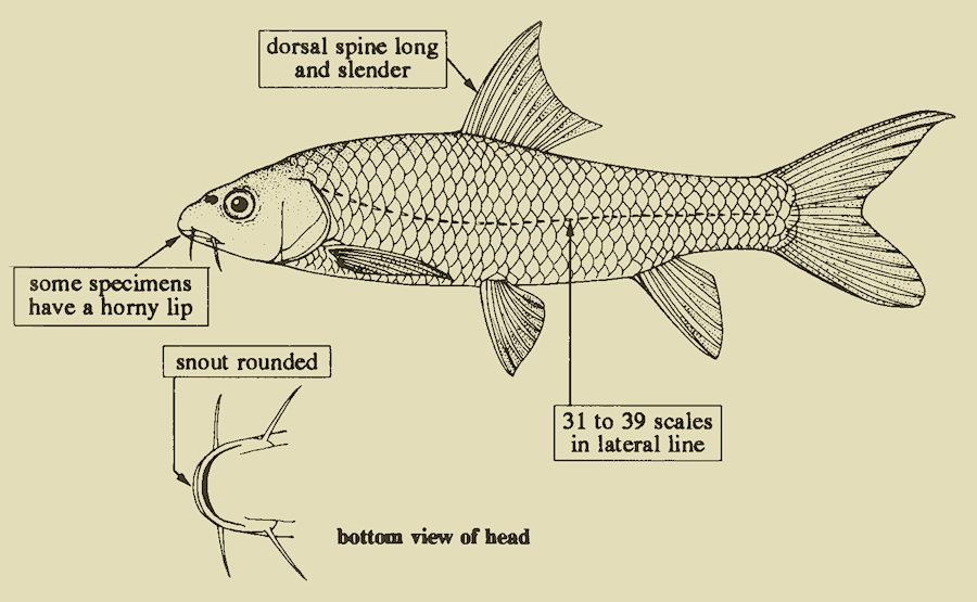 Labeobarbus johnstonii. Drawing by P. Lastrico (FAO), used by permission of the Food and Agriculture Organization of the United Nations