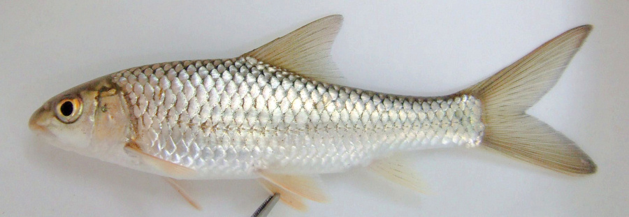 Labeobarbus johnstonii, one of three large minnow species found in Lake Malawi and surrounding rivers. Juvenile from Bua River, Malawi. Photo copyright © by Denis Tweddle, used with his permission