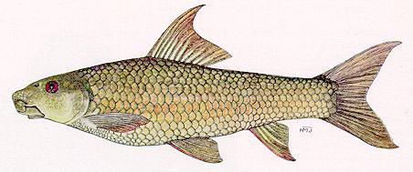 Labeo cylindricus, a cyprinid
found in Lake Malawi; color illustration from Jubb (1967), used by
permission of A. A. Balkema Publishers