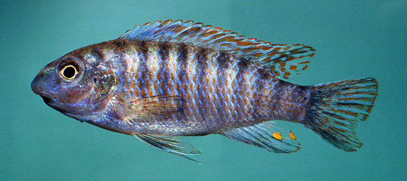 Labeotropheus fuelleborni, photo © M.K. Oliver