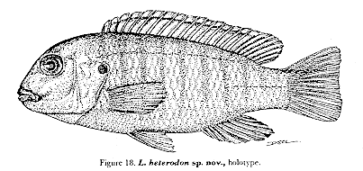 Labidochromis heterodon, drawing of holotype; from Lewis (1982)