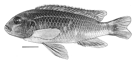 Melanochromis perileucos, holotype; illustration from Bowers & Stauffer (1997)