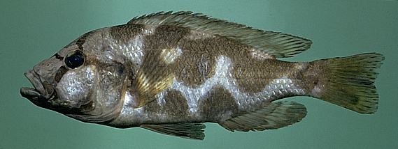 Nimbochromis livingstonii, photo copyright © by M. K.
Oliver
