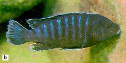 Pseudotropheus `tursiops mbenji,` photo from Ribbink et al. (1983)