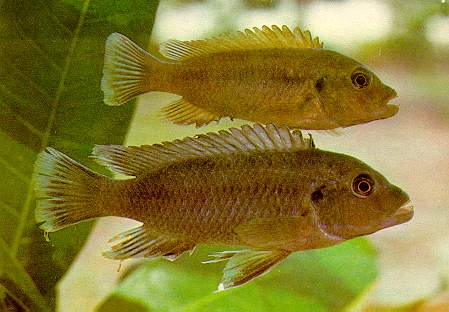 Pseudotropheus tursiops, types, photo by Dr. Herbert R. Axelrod