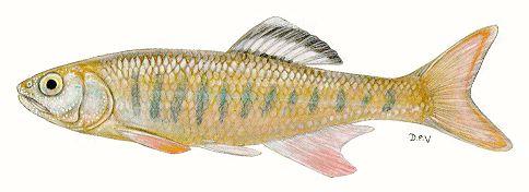 Opsaridium tweddleorum, a cyprinid found in inflowing streams of Lake Malawi; illustration from Skelton (1993), used by permission of P.H. Skelton
