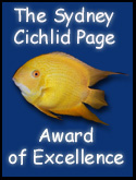 Sydney Cichlid Award