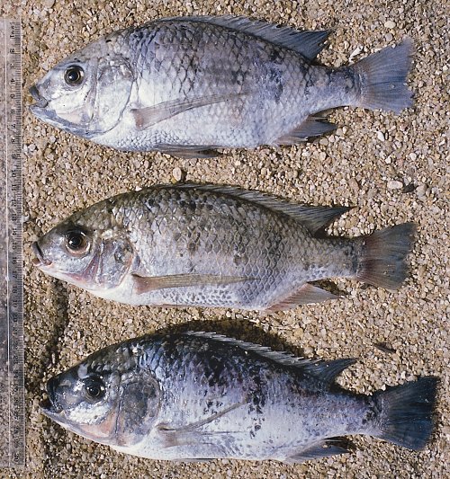 Three species of Oreochromis; photo © by G.F. Turner