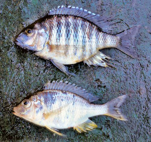 Lethrinops microdon, male above, female below; photo copyright © by G. F. Turner
