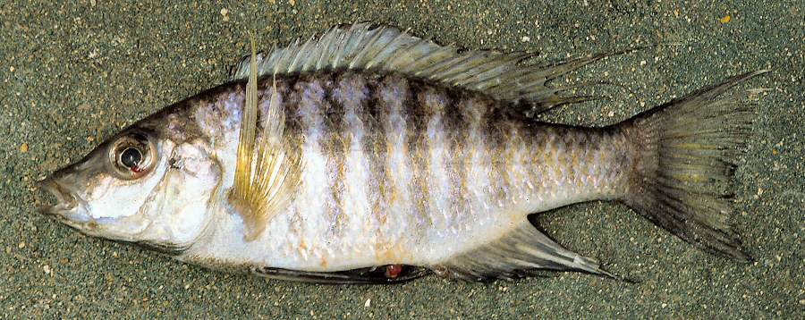 Placidochromis (formerly Lethrinops) polli, male, photo copyright © by G. F. Turner