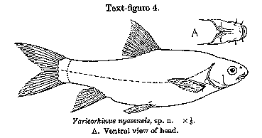 Labeobarbus johnstonii, a cyprinid found in Lake Malawi; illustration of Varicorhinus nyasensis (a synonym of L. johnstonii) from Worthington (1933)