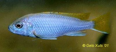 Female Pseudotropheus `acei`, photo copyright © by Gelo Xuts