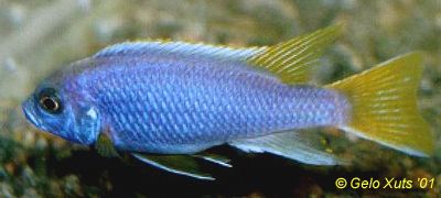 Male Pseudotropheus `acei`, photo copyright © by Gelo Xuts