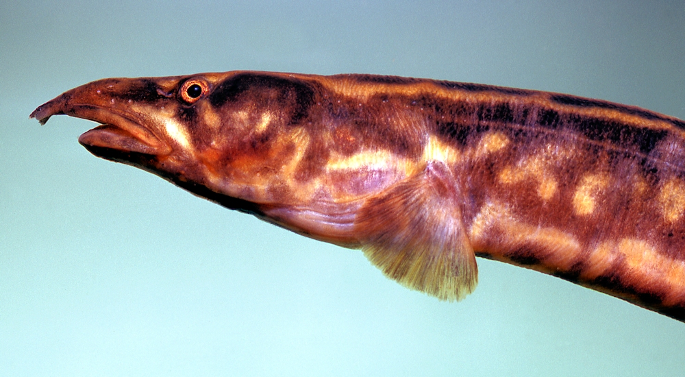 Head of Aethiomastacembelus shiranus, a mastacembelid spiny eel found in Lake Malawi. Photo copyright © by M. K. Oliver