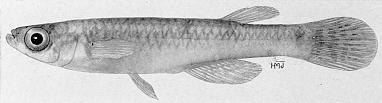 Micropanchax johnstoni, a small killifish sometimes found in Lake Malawi; illustration from Jubb (1967), used by permission of A. A. Balkema Publishers