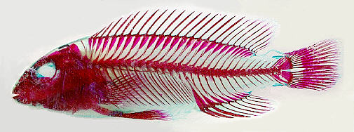 Alizarin skeletal preparation of Melanochromis auratus