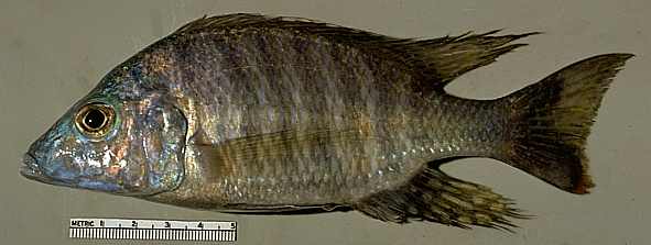 Aulonocara macrochir, male; photo copyright © 1997 by M. K. Oliver.