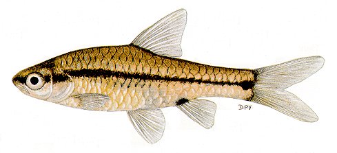 Barbus macrotaenia, a cyprinid
found in Lake Malawi; illustration from Skelton (1993), used by permission
of P.H. Skelton