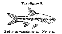 Barbus macrotaenia, a cyprinid
found in Lake Malawi; illustration from Worthington (1933)