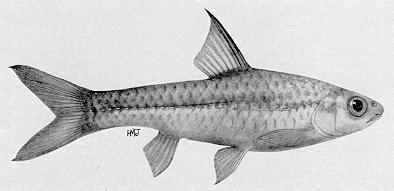 Barbus radiatus, a cyprinid
found in Lake Malawi; illustration from Jubb (1967), used by permission
of A. A. Balkema Publishers