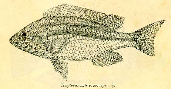 Nyassachromis breviceps, from Regan (1922)