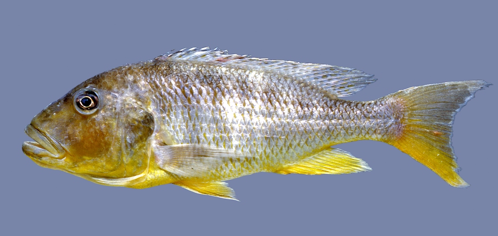 Buccochromis rhoadesii, photo © by M.K. Oliver