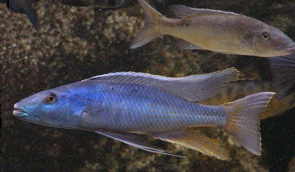 Champsochromis caeruleus,
photo © by Frank Panis used by permission